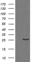 m00353 anti granzyme b gzmb mouse monoclonal antibody clone id oti4e4 wb testing 1