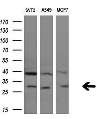 m00353 anti granzyme b gzmb mouse monoclonal antibody clone id oti4e4 wb testing 2