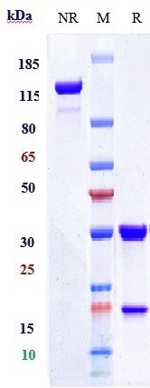 Anti-CEACAM5/CEA/CD66e Reference Antibody (tusamitamab) on SDS-PAGE under reducing (R) condition