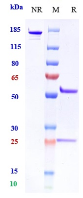 Anti-CEACAM5/CEA/CD66e Reference Antibody (tusamitamab-MMAE) on SDS-PAGE under reducing (R) condition