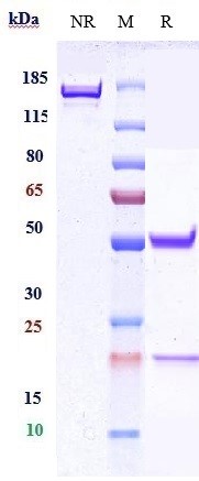 Anti-CEACAM5/CEA/CD66e Reference Antibody (cergutuzumAb) on SDS-PAGE under reducing (R) condition