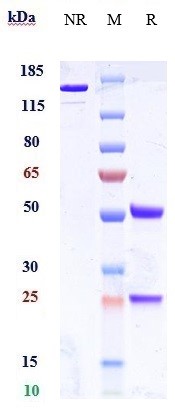 Anti-CEACAM5/CEA/CD66e Reference Antibody (Immunomedics patent anti-CEACAM5 (Class III)) on SDS-PAGE under reducing (R) condition