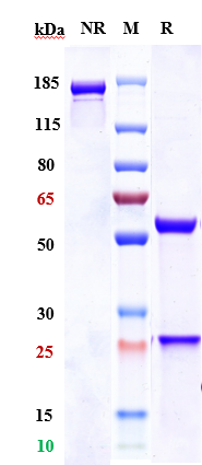 Anti-CEACAM5/CEA/CD66e Reference Antibody (labetuzumab govitecan) on SDS-PAGE under reducing (R) condition