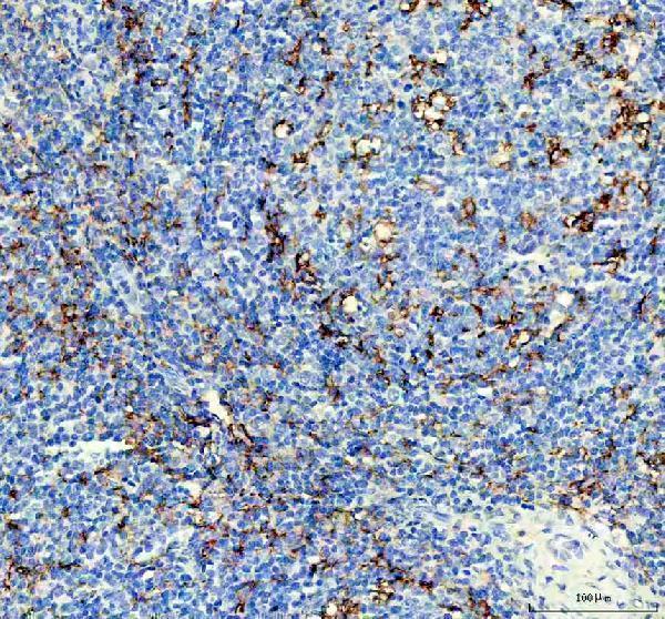  IHC analysis of CD11c using anti-CD11c antibody (M00357-1)
