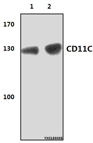 Western blot (WB) analysis of CD11C (8E3) mAb at 1:2000 dillution
Lane1:MCF-7 whole cell lysate(40μg)
Lane2:HepG2 whole cell lysate(40μg)