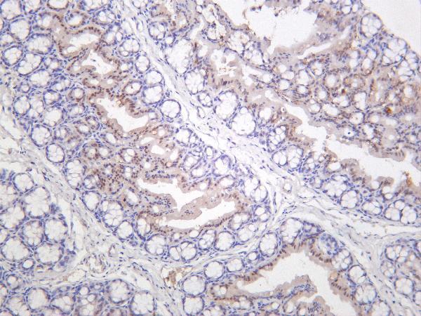 Mouse colon was stained with Anti-CDK6 rabbit antibody