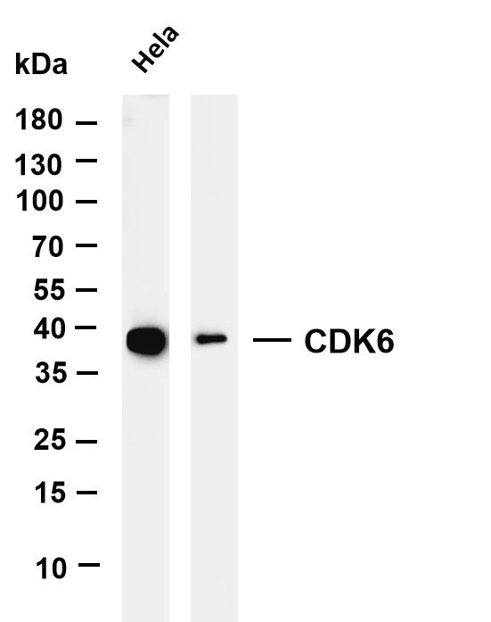 m00358 2 cdk6 primary antibodies wb testing 1