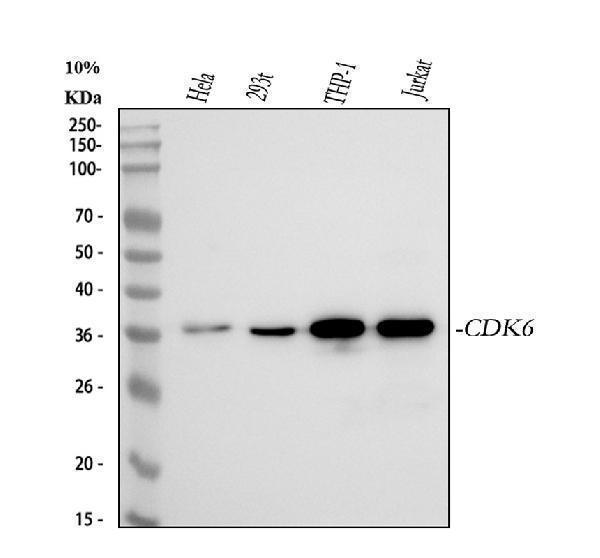  Western blot analysis of CDK6 using anti-CDK6 antibody (M00358)