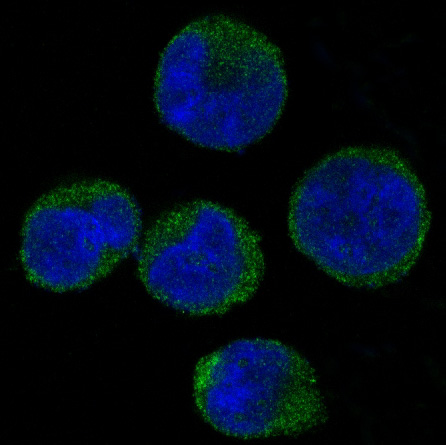 Immunofluorescent analysis of K562 cells, using CDK6 Antibody
