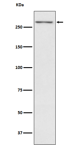 Western blot analysis of Thyroglobulin expression in Human thyroid lysate