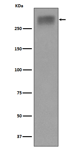 Western blot analysis of Thyroglobulin expression in Human thyroid lysate