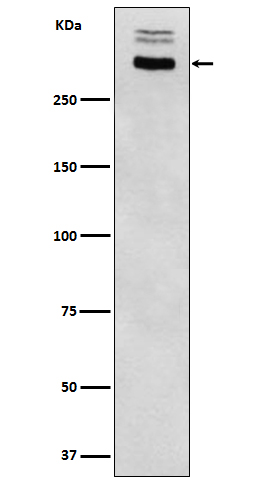 Western blot analysis of Thyroglobulin expression in Human thyroid lysate lysate