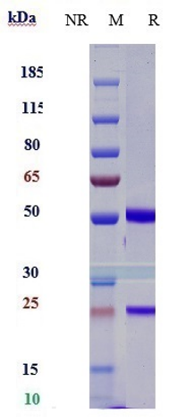 Anti-CD47 Reference Antibody (lemzoparlimab) on SDS-PAGE under reducing (R) condition