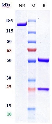 Anti-CD47 Reference Antibody (letaplimab) on SDS-PAGE under reducing (R) condition