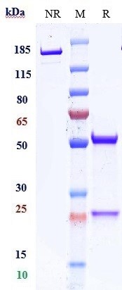 Anti-CD47 Reference Antibody (ligufalimab) on SDS-PAGE under reducing (R) condition