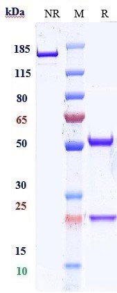 Anti-CD47 Reference Antibody (urabrelimab) on SDS-PAGE under reducing (R) condition