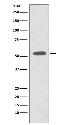 Western blot analysis of extracts of NIH/3T3 cell lysate, using CD47 antibody