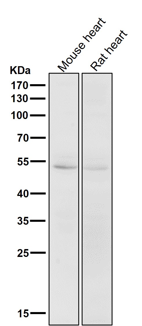 All lanes use the Antibody at 1:1K dilution for 1 hour at room temperature