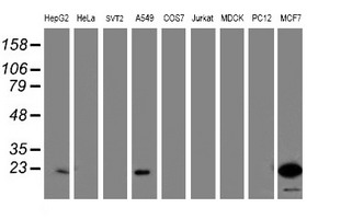 Western blot analysis of extracts (35ug) from 9 different cell lines by usin g anti-PYCARD monoclonal antibody (HepG2: human; HeLa: human; SVT2: mouse; A549: human; COS7: monkey; Jurkat: human; MDCK: canine; PC12: rat; MCF7: human)