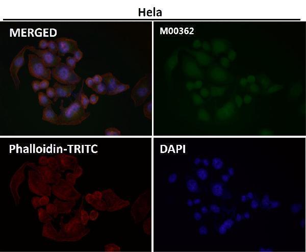 Immunofluorescent analysis using the Antibody at 1:50 dilution