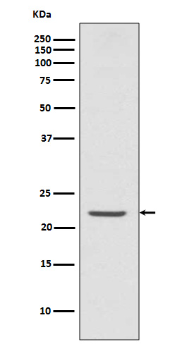 Western blot analysis of TMS1 expression in U937 cell lysate