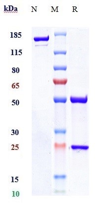 Anti-TNFSF11/RANKL/CD254 Reference Antibody (denosumab) on SDS-PAGE under reducing (R) condition