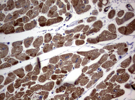 m00365 anti hamartin tsc1 mouse monoclonal antibody clone id oti3a2 ihc testing 8