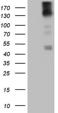 m00366 2 anti pdgf receptor alpha pdgfra mouse monoclonal antibody clone id oti1c10 wb testing 1