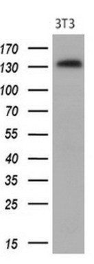 m00366 2 anti pdgf receptor alpha pdgfra mouse monoclonal antibody clone id oti1c10 wb testing 2