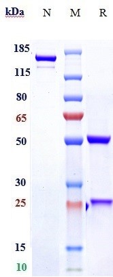 m00366 5 sds page