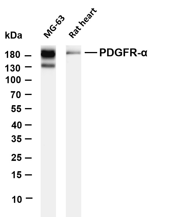 m00366 6 pdgfra primary antibodies wb testing 1