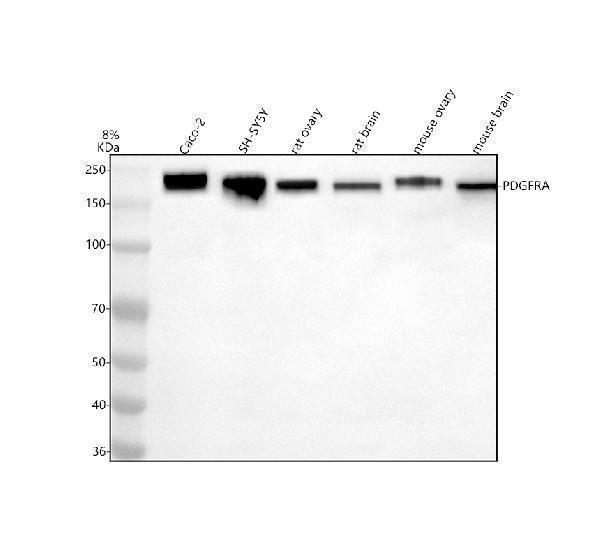 m00366 pdgfra primary antibodies wb testing 1