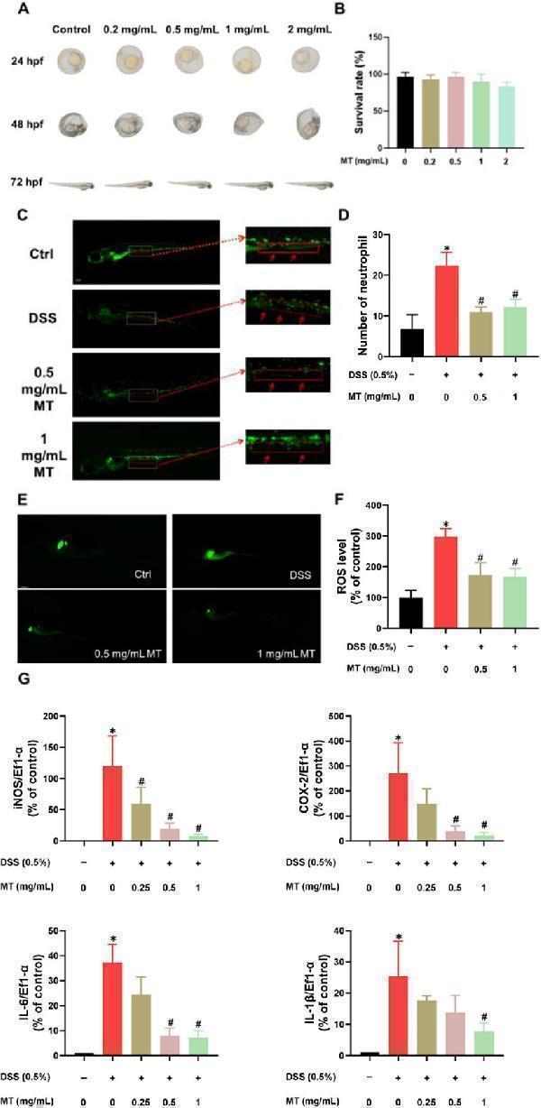 Effects of MT water extract on DSS-induced UC in zebrafishes