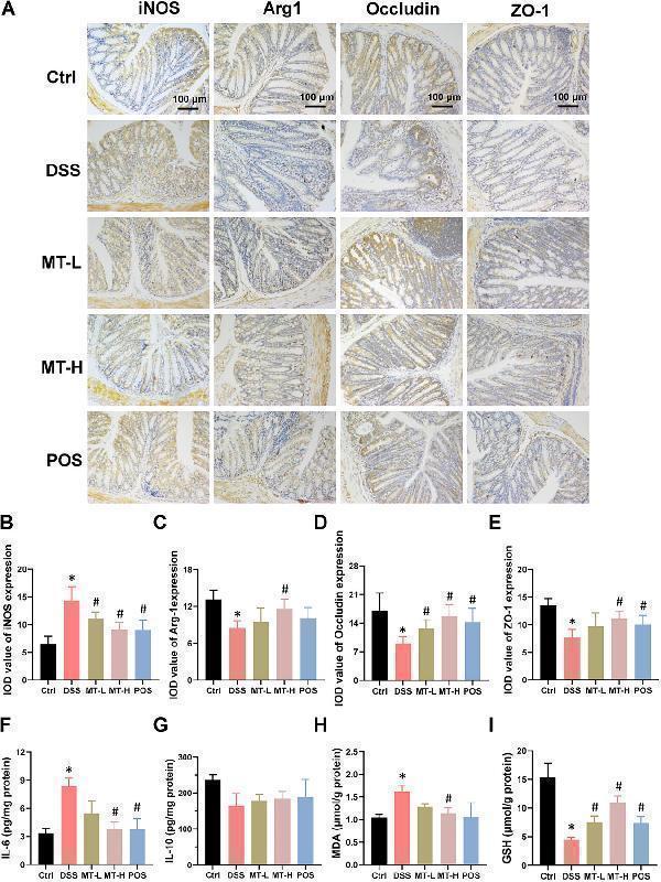 Effects of MT water extract on regulating macrophage polarization, maintaining intestinal barrier integrity, and alleviating oxidative stress in the colons of DSS-induced UC mice