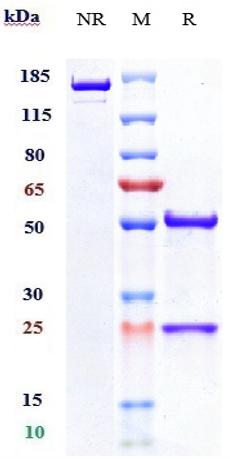 Anti-ANGPT2 Reference Antibody (nesvacumab) on SDS-PAGE under reducing (R) condition