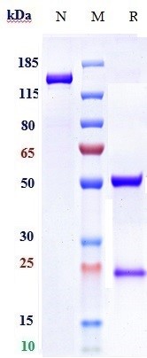 Anti-ANGPT2 Reference Antibody (zansecimab) on SDS-PAGE under reducing (R) condition