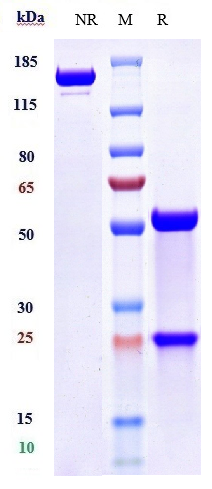 Anti-ANGPT2 Reference Antibody (MEDI3617) on SDS-PAGE under reducing (R) condition