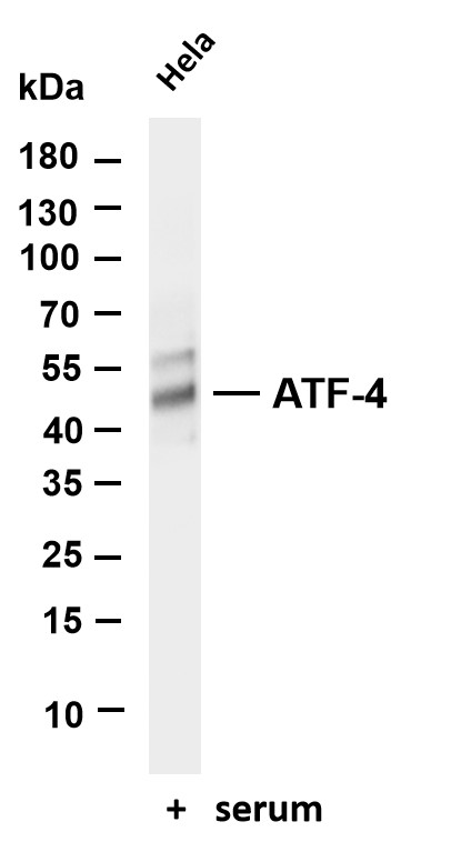 m00371 2 atf4 primary antibodies wb testing 1