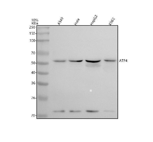m00371 atf4 primary antibodies wb testing 1