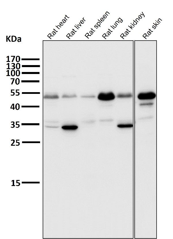 おまとめ【aph19】【fl245】【cal64】 PFOA Promotes Hepatocellular Carcinoma Cell Progression by