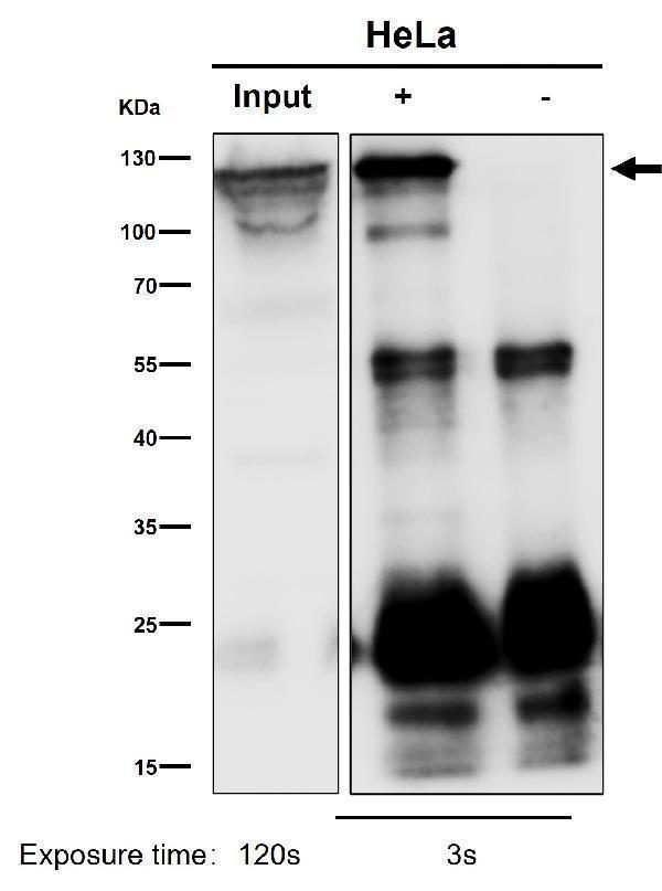 Immunoprecipitate (IP) analysis using the Antibody at 1:50 dilution