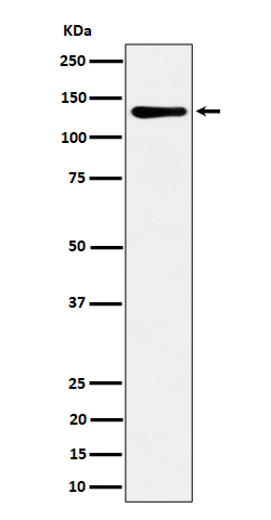Western blot analysis of MCM2 expression in HeLa cell lysate