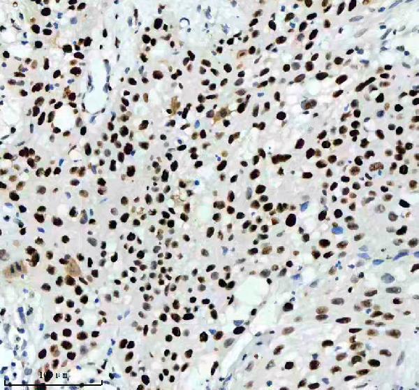 m00374 mcm2 primary antibodies ihc testing 2