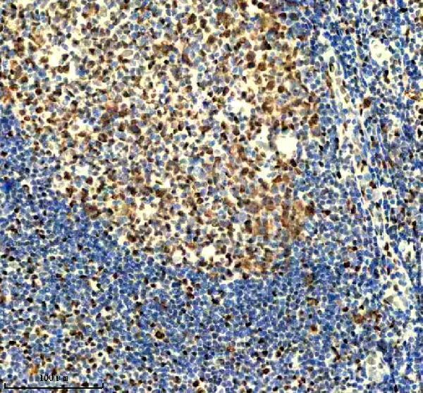 m00374 mcm2 primary antibodies ihc testing 8
