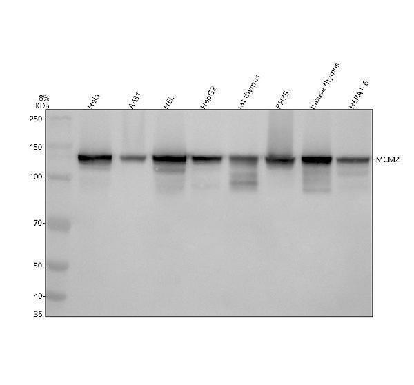 Western blot analysis of MCM2 using anti-MCM2 antibody (M00374)