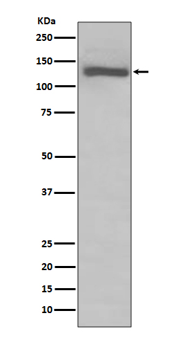 Western blot analysis of TLR7 expression in Raji cell lysate