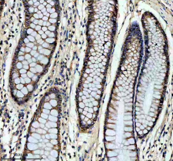 m00377 1 cd46 primary antibodies ihc testing 2