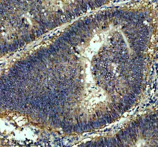 m00377 1 cd46 primary antibodies ihc testing 3