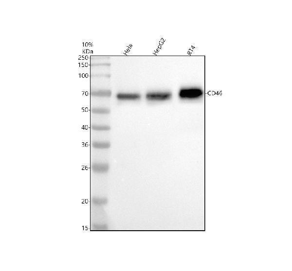 Western blot analysis of CD46 using anti-CD46 antibody (M00377-1)