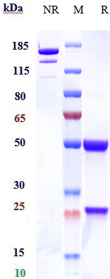 Anti-CD46 Reference Antibody (FOR46) on SDS-PAGE under reducing (R) condition
